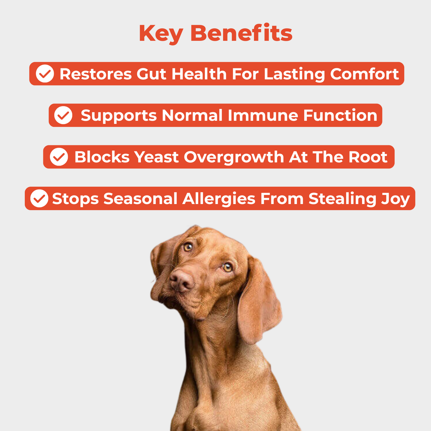 Healpaws Probiotic Powder +